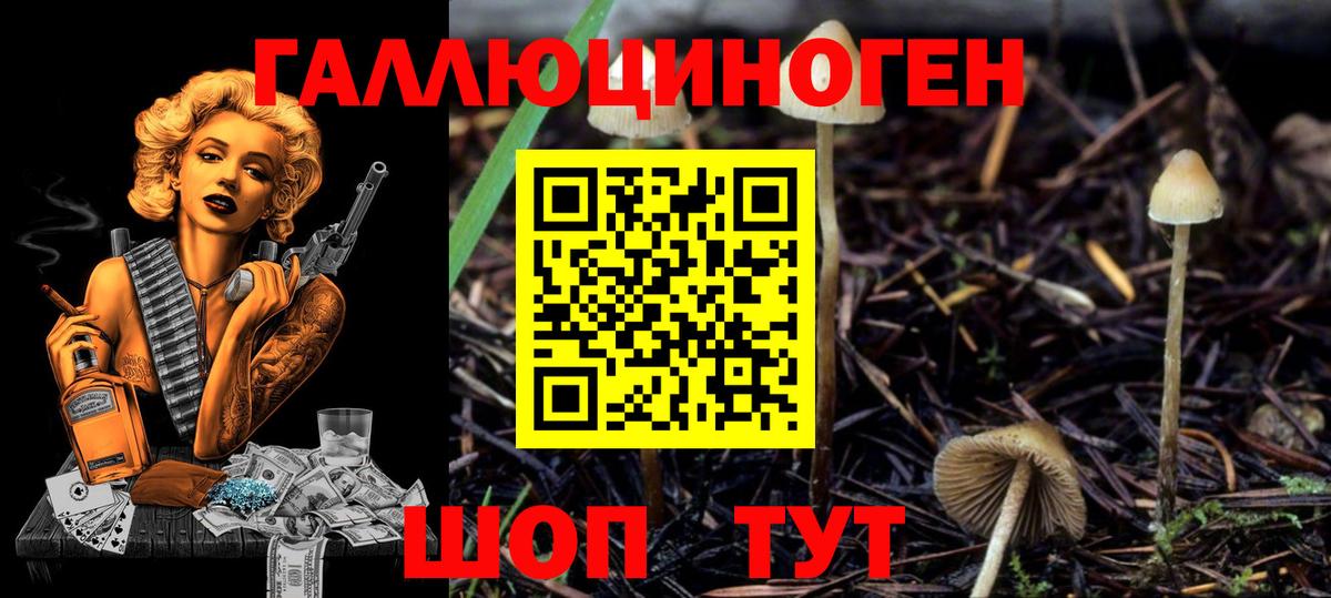 Галлюциногенные грибы Psilocybine cubensis Бутурлиновка